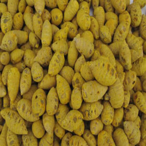 Nizamabad Bulb